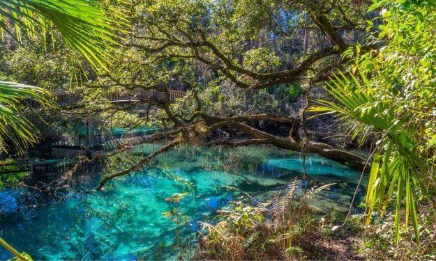 natural spring in the Ocala National Forest of Florida