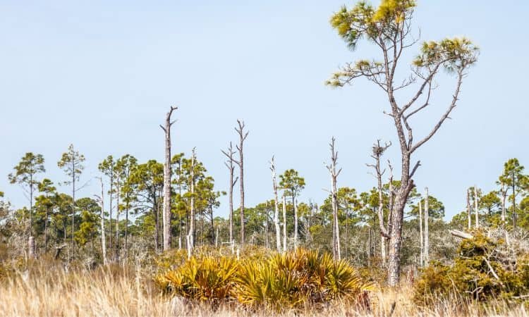 nature on the gulf coast in baldwin county alabama